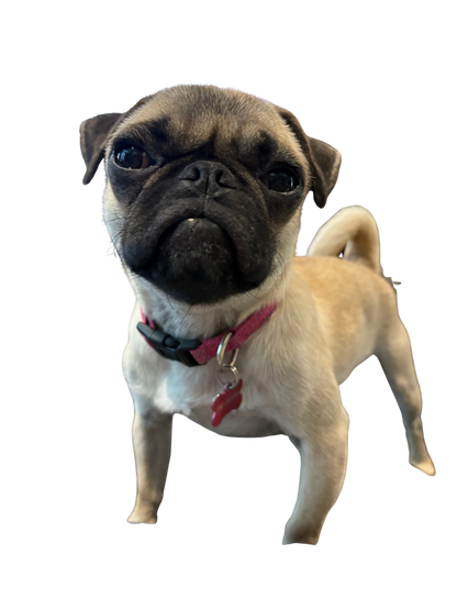 Donate to MayMay’s Ranch