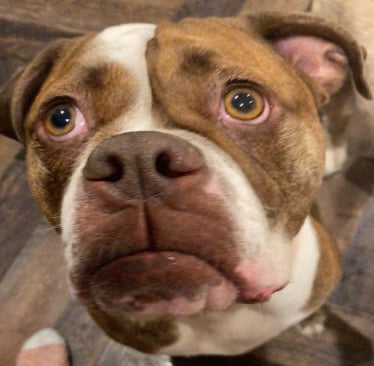 MayMay the dog, the heart behind MayMay's Ranch