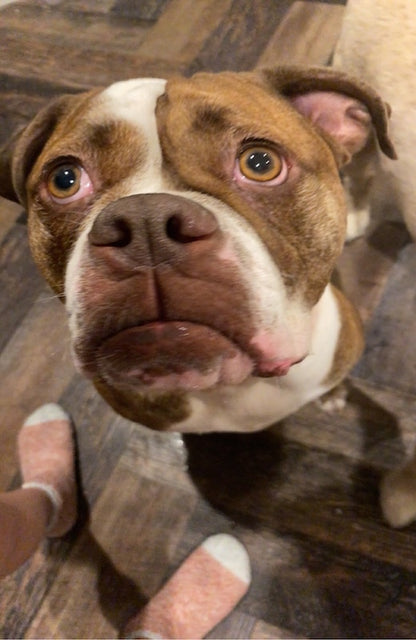 Donate to MayMay’s Ranch