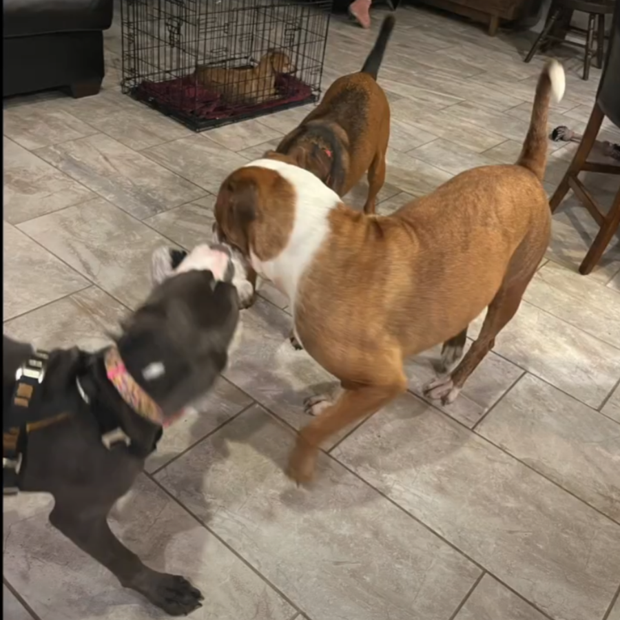Maymay and other rescue dogs interacting and playing together on a tiled floor inside a home.