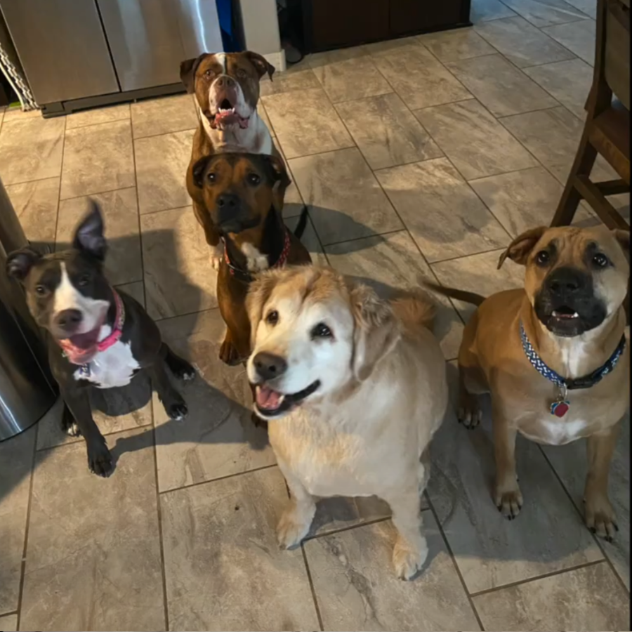 Five rescue dogs sitting on a tiled kitchen floor, looking up attentively toward the camera.