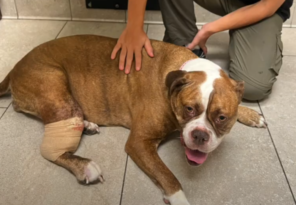 Maymay lying on the floor with a bandaged hind leg while a person gently comforts them.