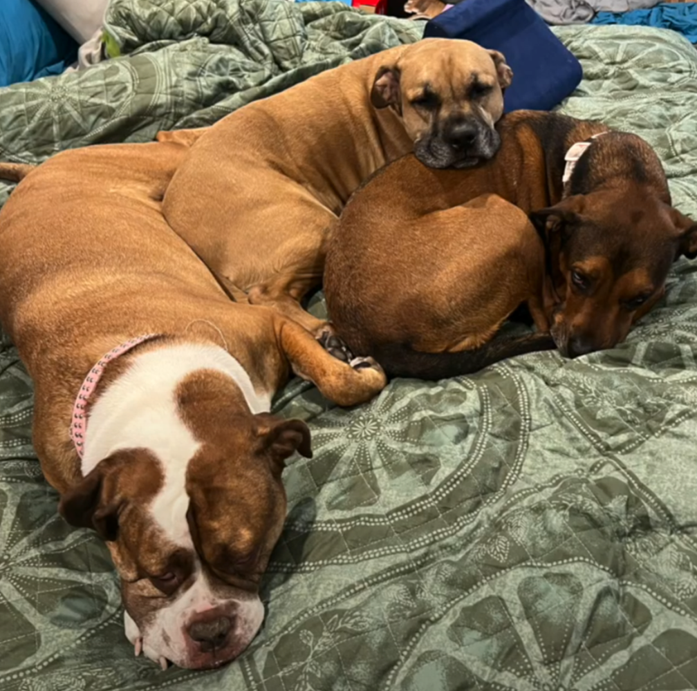 Maymay and other rescue dogs sleeping closely together on a bed, showing calm and companionship.