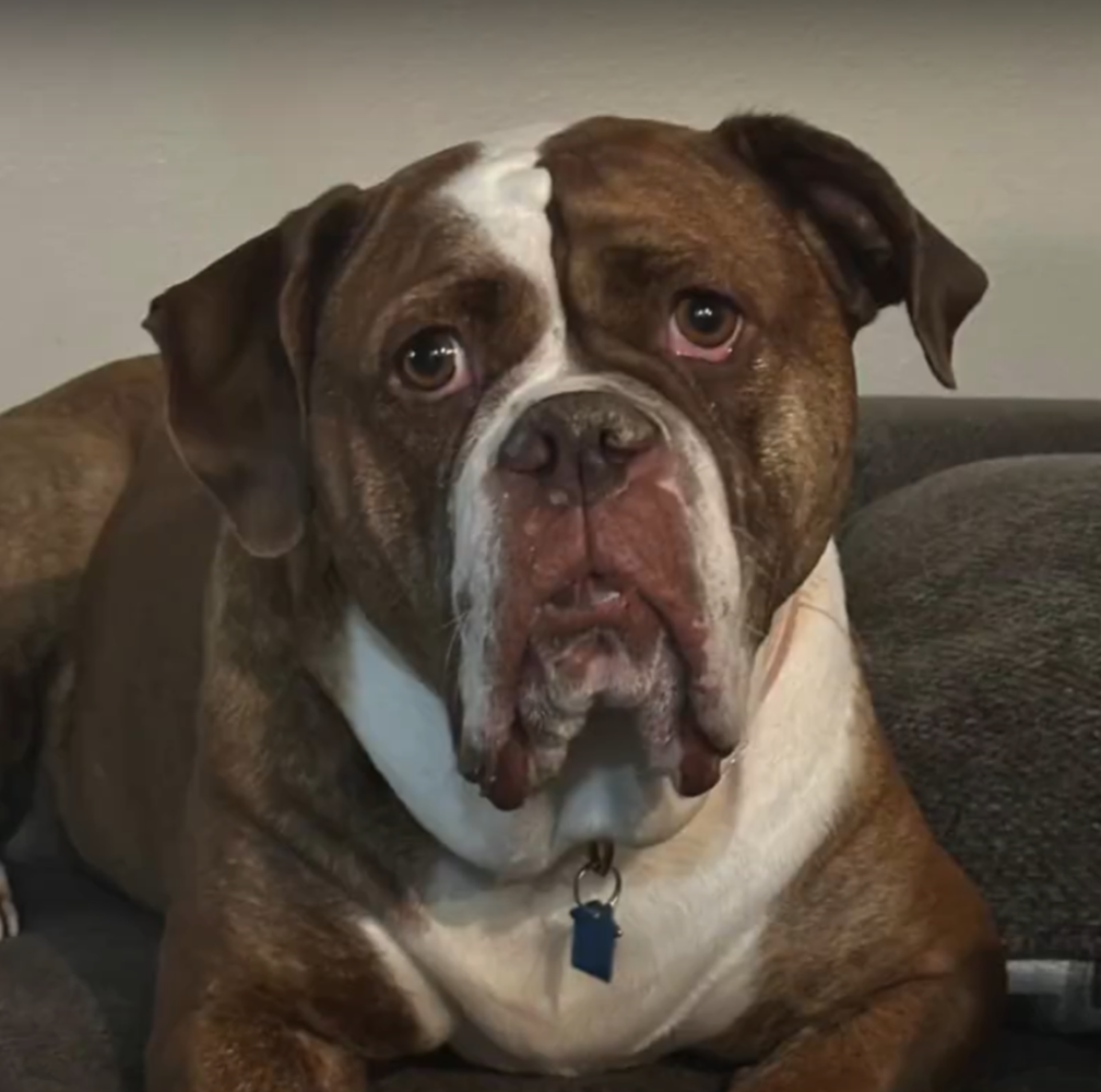 Close-up portrait of Maymay resting indoors, looking calmly toward the camera.